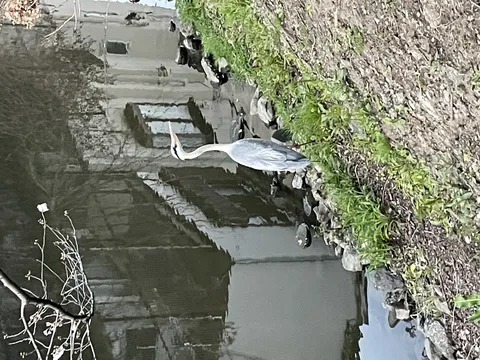 水辺に佇む静かな訪問者