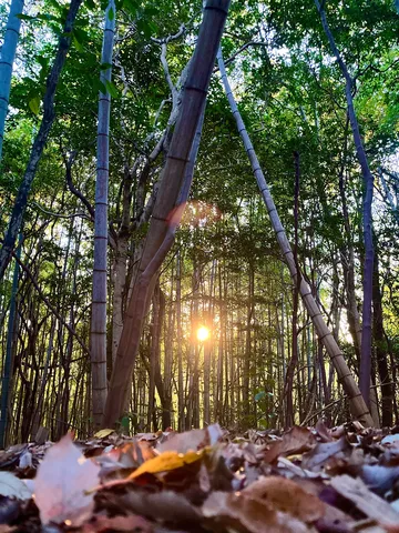 木漏れ日が創る竹林の光景