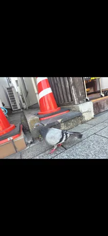 都会の片隅の賢者