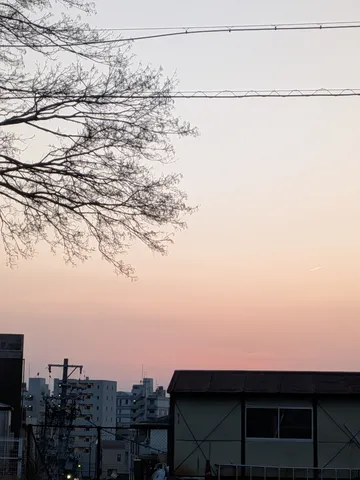 淡い夕焼けと枝葉のシルエット
