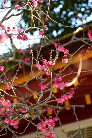 春のきらめき、ピンクの花々