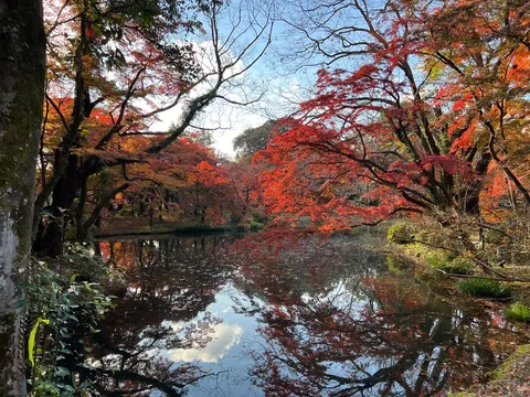 水面に宿る秋の彩