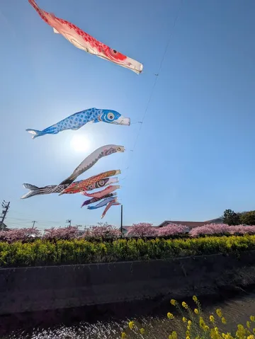 風を泳ぐ、春の鯉のぼり