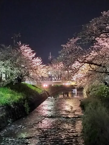 夜桜と川面に映る光の小道