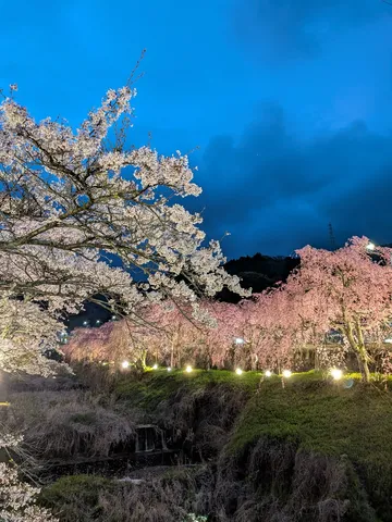 幻想的な夜桜の小道