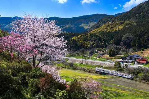 山里を駆ける桜列車