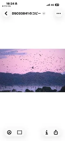 風景に群れる翼たち