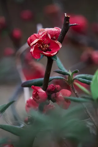 静寂に揺れる紅の蕾