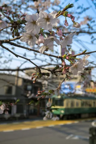 桜と路面電車の春景色