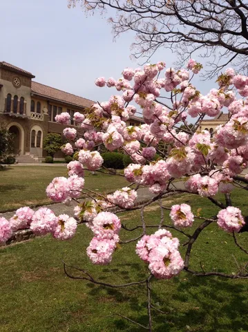 満開の桜と歴史的建造物