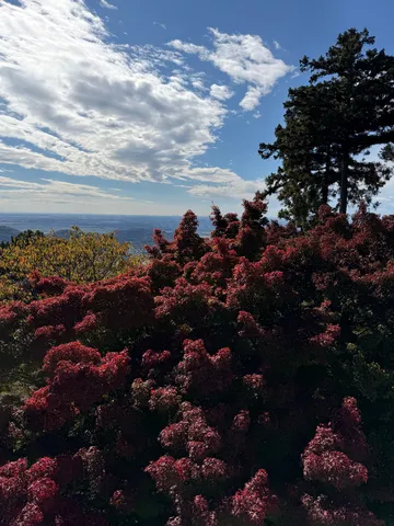 深紅の葉と青い空のコントラスト