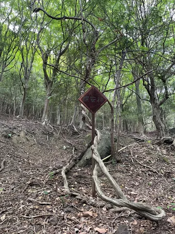 森のねじれた呼吸