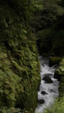 苔むす渓流の清涼感