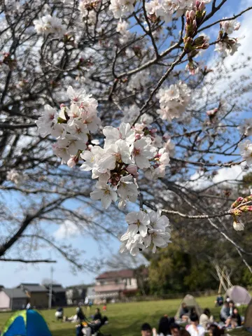 満開の桜の下、ピクニック日和