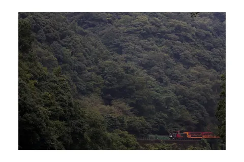 深い森を抜ける小さな列車