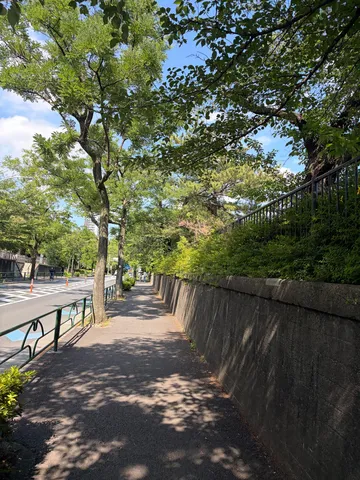 木漏れ日の道、散歩日和