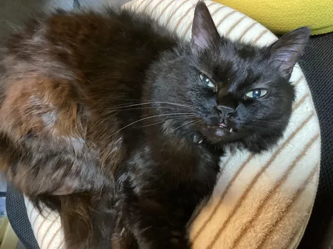 妖しい魅力、黒猫の舌ペロリ