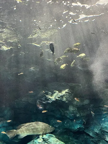 静寂の水中世界