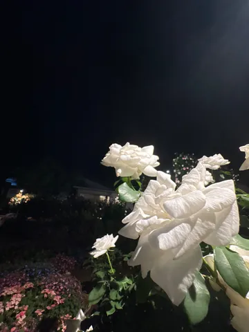 夜に咲く白バラの静けさ