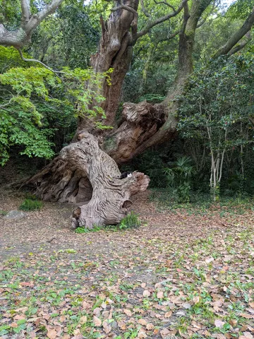 古木に宿る静かな気配