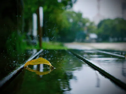 雨粒と葉の静かな情景