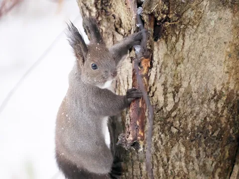 雪粒をまとう冬の訪問者