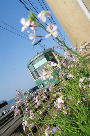 花越しに捉えた路面電車