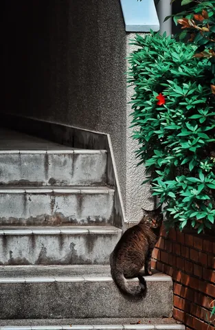 緑陰に潜む、猫と一輪の赤