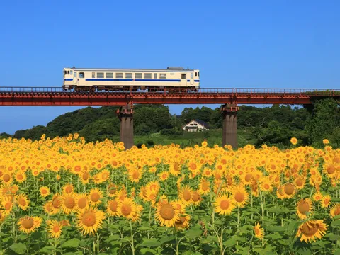 夏空を渡る列車とひまわり