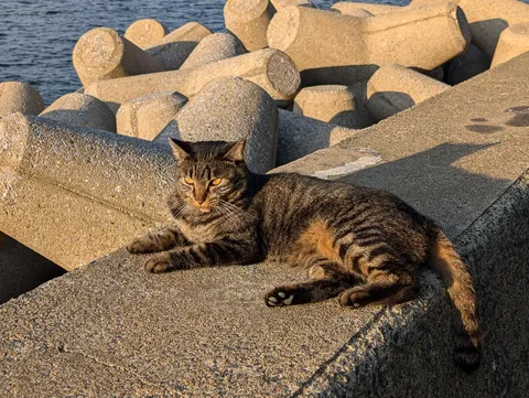 午後の陽光を浴びる、港町の風格