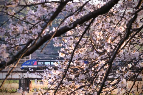 桜をかき分けて