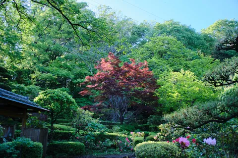 緑萌える庭園の奥に佇む紅葉