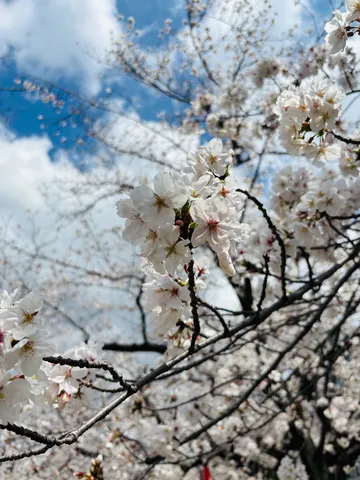 春風に舞う花びら、青空と桜