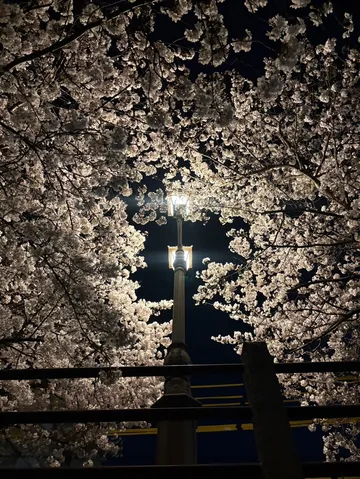 夜桜、街灯のスポットライト
