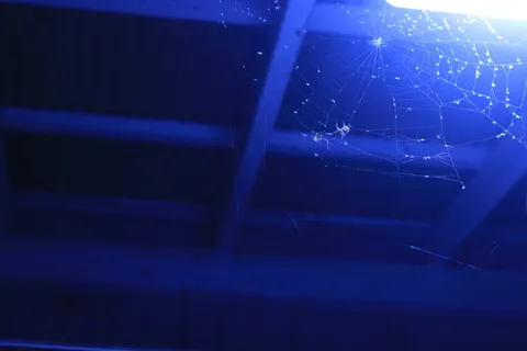 青い闇に浮かぶ蜘蛛の巣