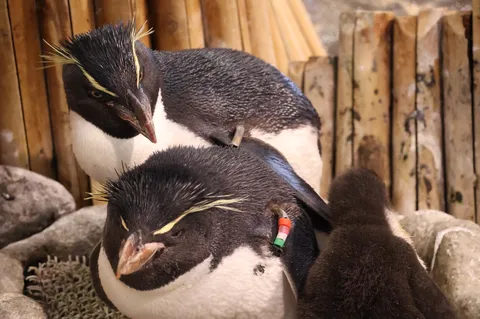 ペンギンの親子、仲睦まじい時間