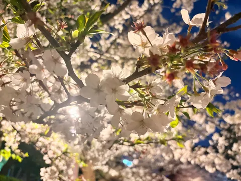 夜桜、闇夜に咲く淡い光