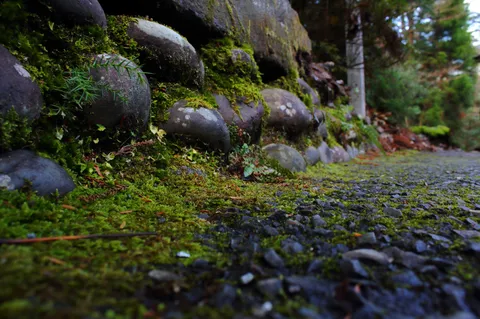 苔が絨毯の路地
