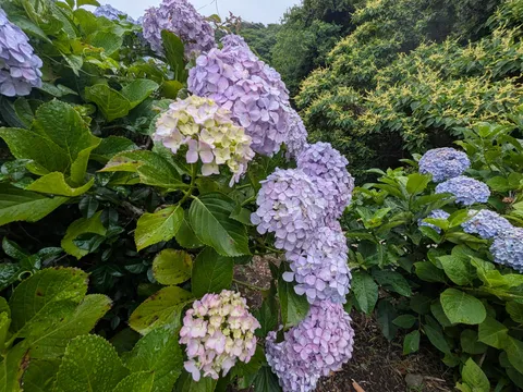 瑞々しい紫陽花ロード
