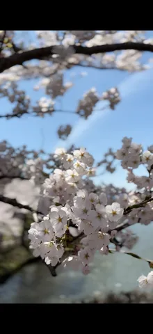 桜と青い空の瞬き