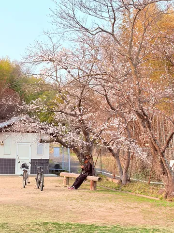 桜の下で静かな時間を楽しむ
