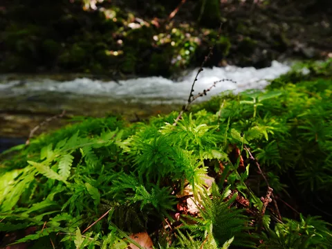 水辺の緑のささやき