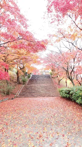 紅葉に包まれた石段