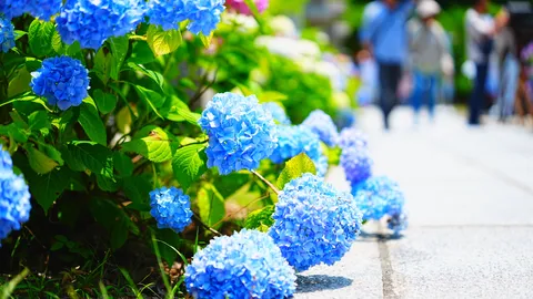 青く輝くアジサイの道