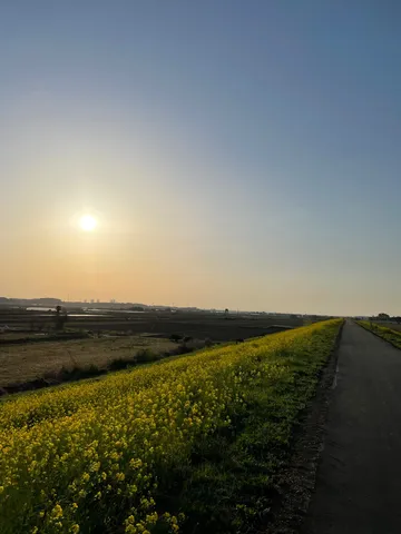 菜の花と夕陽に染まる道