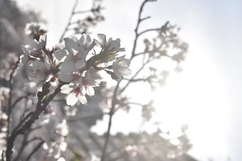 光に透ける春桜