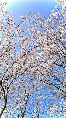 満開の桜、青空に舞う