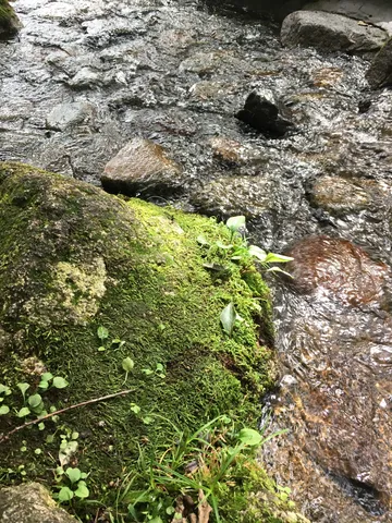 緑の苔と水音の静かな一角