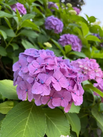 紫陽花の優しいグラデーション