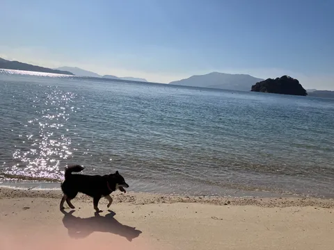 海辺を散歩する黒柴